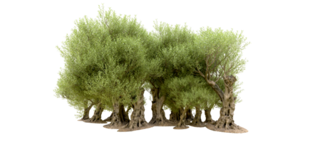 Green forest isolated on background. 3d rendering - illustration png