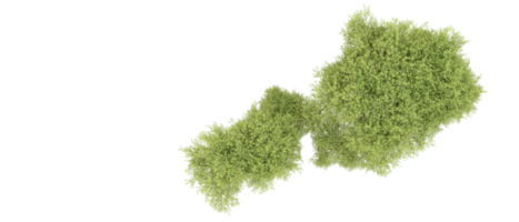 verde floresta isolado em fundo. 3d Renderização - ilustração png