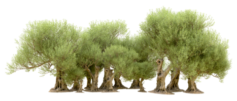 vert forêt isolé sur Contexte. 3d le rendu - illustration png