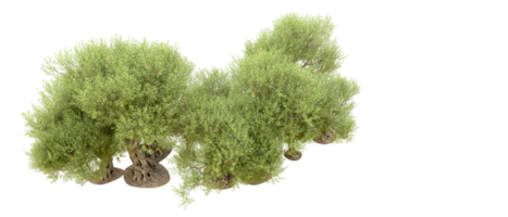 verde foresta isolato su sfondo. 3d interpretazione - illustrazione png