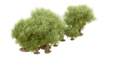 vert forêt isolé sur Contexte. 3d le rendu - illustration png