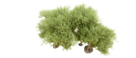 Green forest isolated on background. 3d rendering - illustration png