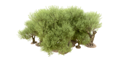 vert forêt isolé sur Contexte. 3d le rendu - illustration png