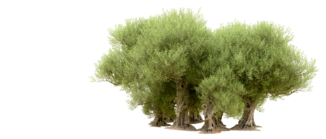 verde foresta isolato su sfondo. 3d interpretazione - illustrazione png