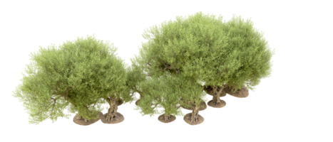 Green forest isolated on background. 3d rendering - illustration png