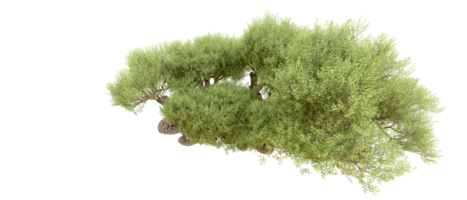 vert forêt isolé sur Contexte. 3d le rendu - illustration png