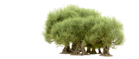 groen Woud geïsoleerd Aan achtergrond. 3d renderen - illustratie png