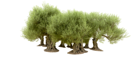 verde foresta isolato su sfondo. 3d interpretazione - illustrazione png