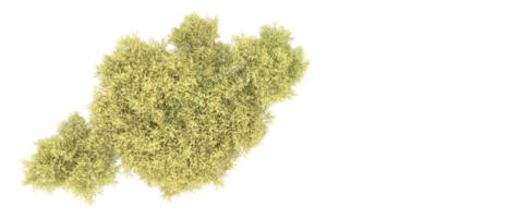 Green forest isolated on background. 3d rendering - illustration png