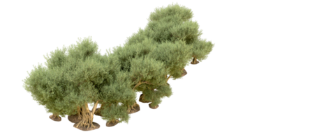 groen Woud geïsoleerd Aan achtergrond. 3d renderen - illustratie png