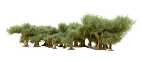 Green forest isolated on background. 3d rendering - illustration png