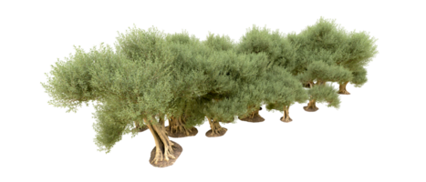 groen Woud geïsoleerd Aan achtergrond. 3d renderen - illustratie png