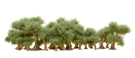 verde foresta isolato su sfondo. 3d interpretazione - illustrazione png