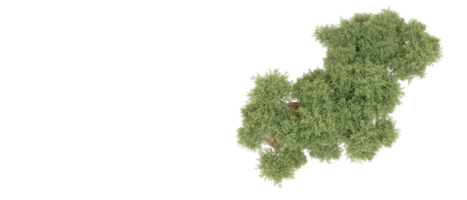 Grün Wald isoliert auf Hintergrund. 3d Rendern - - Illustration png