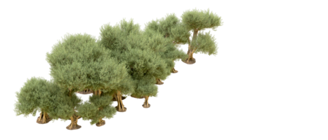 verde foresta isolato su sfondo. 3d interpretazione - illustrazione png