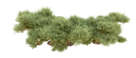 verde foresta isolato su sfondo. 3d interpretazione - illustrazione png