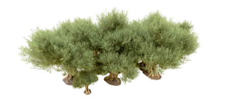 groen Woud geïsoleerd Aan achtergrond. 3d renderen - illustratie png