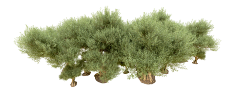 verde foresta isolato su sfondo. 3d interpretazione - illustrazione png