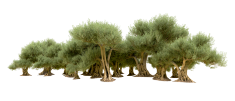 verde foresta isolato su sfondo. 3d interpretazione - illustrazione png