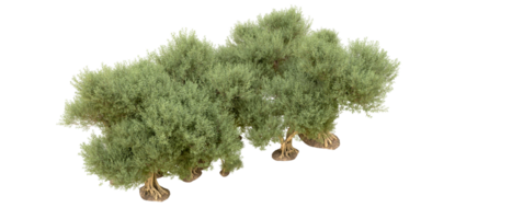 groen Woud geïsoleerd Aan achtergrond. 3d renderen - illustratie png