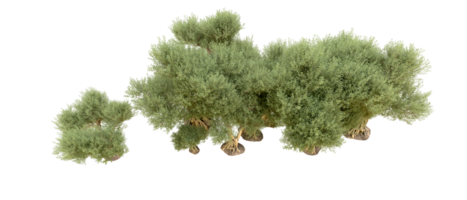 verde foresta isolato su sfondo. 3d interpretazione - illustrazione png