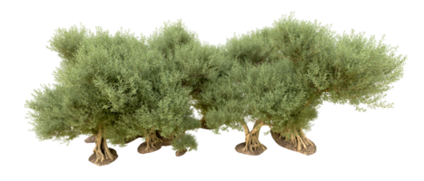 groen Woud geïsoleerd Aan achtergrond. 3d renderen - illustratie png