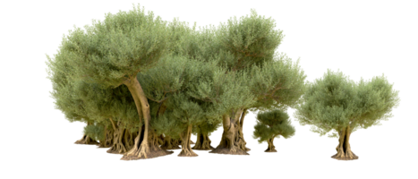 verde foresta isolato su sfondo. 3d interpretazione - illustrazione png