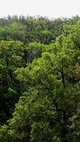 Wald im früh Herbst. schön Grün Bäume. video