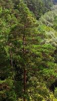 Amazing picture of forest. Small trees near the tall pine trees of woodland in summer. Beautiful nature landscape. Green scenery background. Aerial view. Vertical video