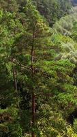 Amazing picture of forest. Small trees near the tall pine trees of woodland in summer. Beautiful nature landscape. Green scenery background. Aerial view. Vertical video