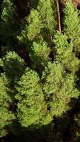 Forest. Tops of green pine trees swaying in wind. Flying slowly over the tall trees in wood. Top view. Vertical video