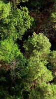 Nature background of woodland. Beautiful forest. Tall trees in wood. Green pine trees. Top aerial view. Vertical video
