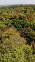 vistoso antecedentes de otoño naturaleza. parte superior de arboles en el bosque. hermosa bosque. aéreo vista. movimiento cámara adelante. vertical video