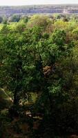 mixte des arbres dans le forêt. magnifique paysage. hauts de des arbres. incroyable la nature Contexte. en volant plus de le des arbres dans de bonne heure l'automne. lent vol. verticale video