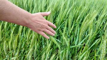 Close up of a persons hand gently touching green wheat in a field, symbolizing sustainable agriculture and the harvest season, suitable for Earth Day themes video