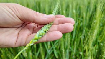 cerca arriba de un caucásico mano participación un verde trigo oído en un campo, simbolizando agricultura, sostenibilidad, y primavera o cosecha festivales video