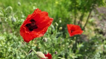 vibrante rojo amapolas en floración con suave atención fondo, simbolizando remembranza y paz para monumento día y anzac día video