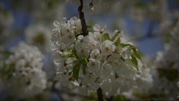 primavera fiori fioritura nel floreale scenario paesaggio all'aperto video