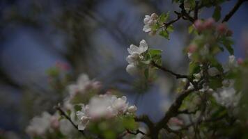 vår blommor blomning i blommig landskap landskap utomhus video