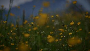 Biodiversität von natürlich Blumen- Pflanzen im Natur Landschaft im Frühling video