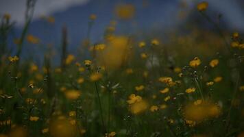 biodiversidade do natural floral plantas dentro natureza cenário dentro primavera video