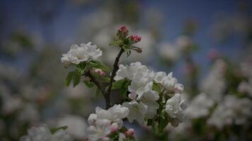 voorjaar bloemen bloeiend in bloemen landschap landschap buitenshuis video