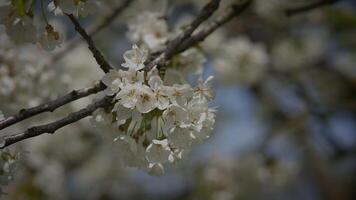 Weiß Blumen von ein Kirsche blühen auf ein Kirsche Baum im Frühling Jahreszeit video