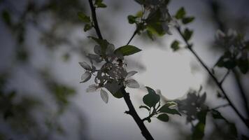 Primavera flores florescendo dentro floral cenário panorama ao ar livre video