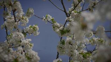 Weiß Blumen von ein Kirsche blühen auf ein Kirsche Baum im Frühling Jahreszeit video