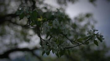 blanco flores de un Cereza florecer en un Cereza árbol en primavera temporada video