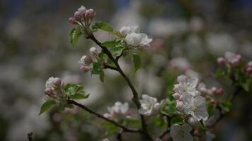 branco flores do uma cereja Flor em uma cereja árvore dentro Primavera estação video