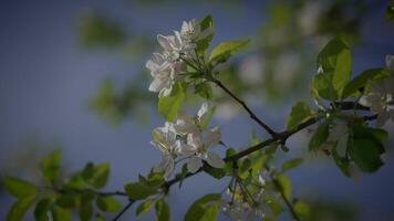 primavera fiori fioritura nel floreale scenario paesaggio all'aperto video