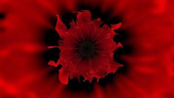 macro la photographie de une magenta fleur sur noir Contexte video