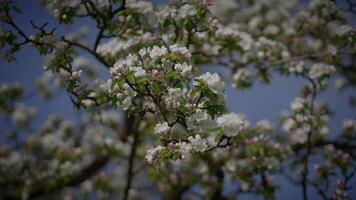 White Flowers of a Cherry Blossom on a Cherry Tree in Spring Season video